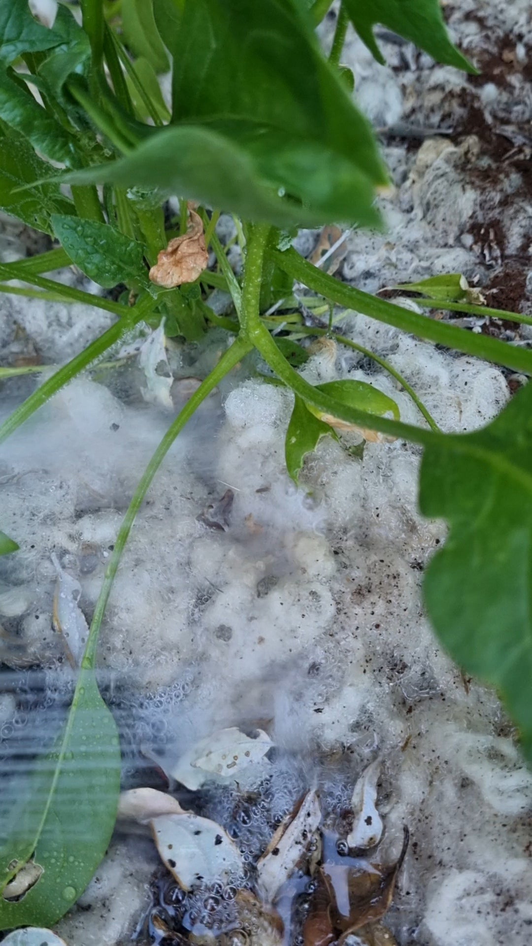 Watering wool mulch on garden