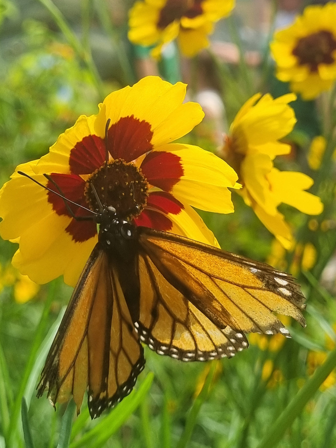 How to Create a Low-Maintenance Garden the Natural Way