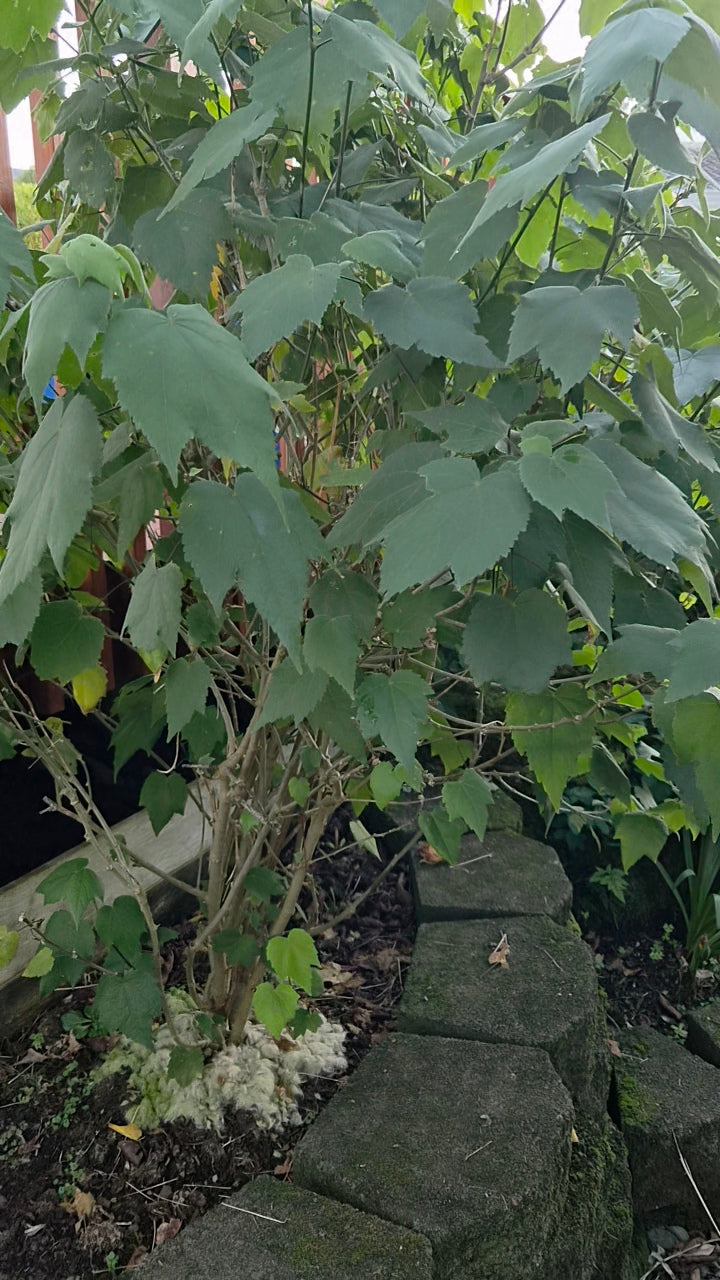 Shrub fuelled by wool garden mulch