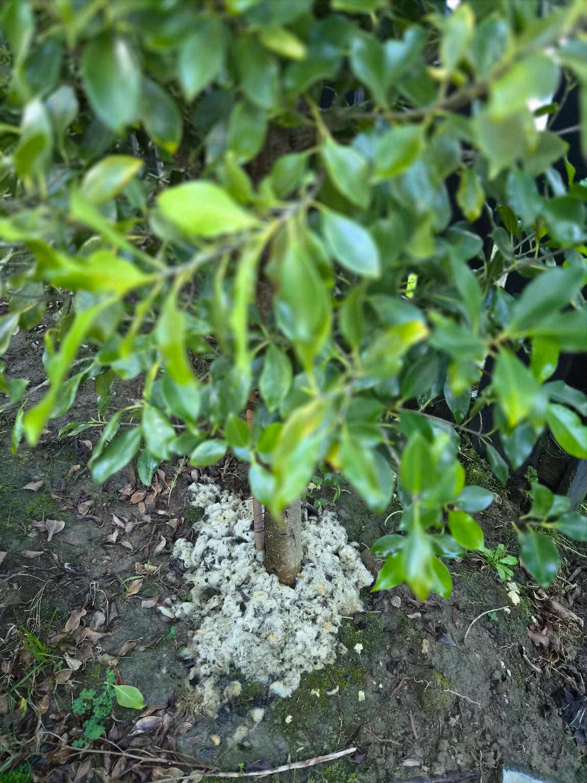 Set Your Trees Up for Success This Summer: Why Now's the Time for a Wool Mulch Ring