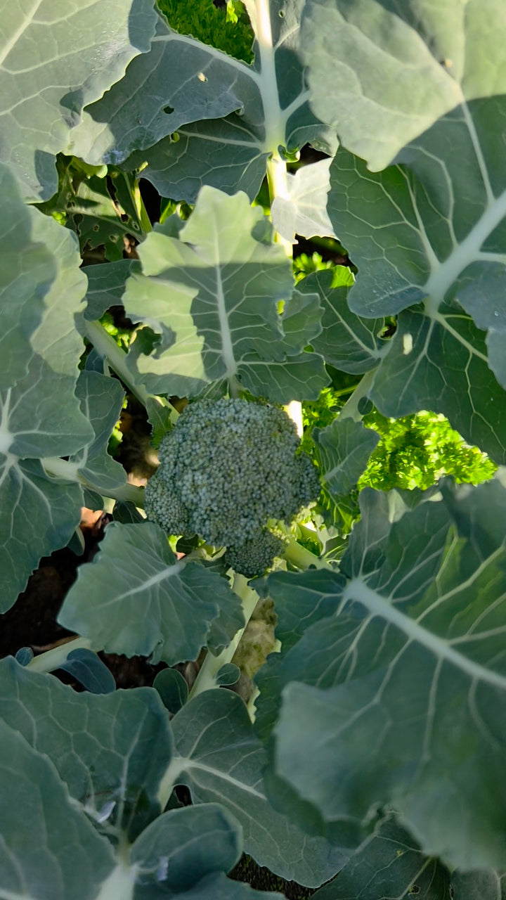 Broccoli