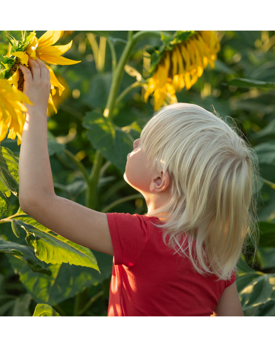The Simple Joy of Growing Sunflowers With Your Kids This School Holidays