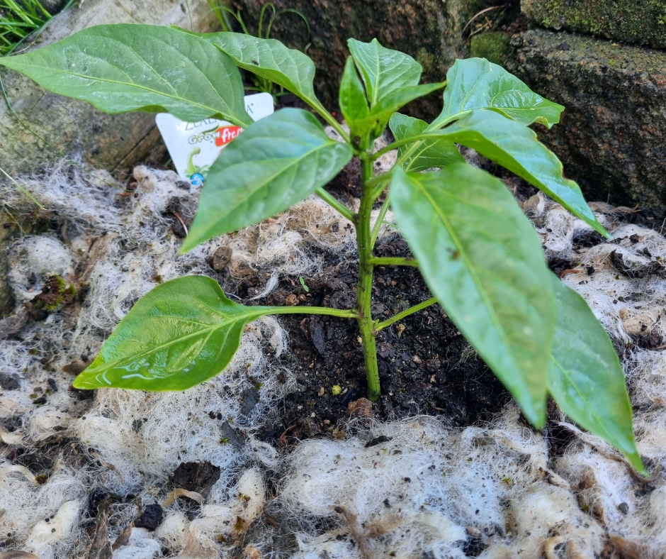 Why Wool Mulch Is the Garden Game Changer: Kiwi Gardeners Are Falling in Love With It