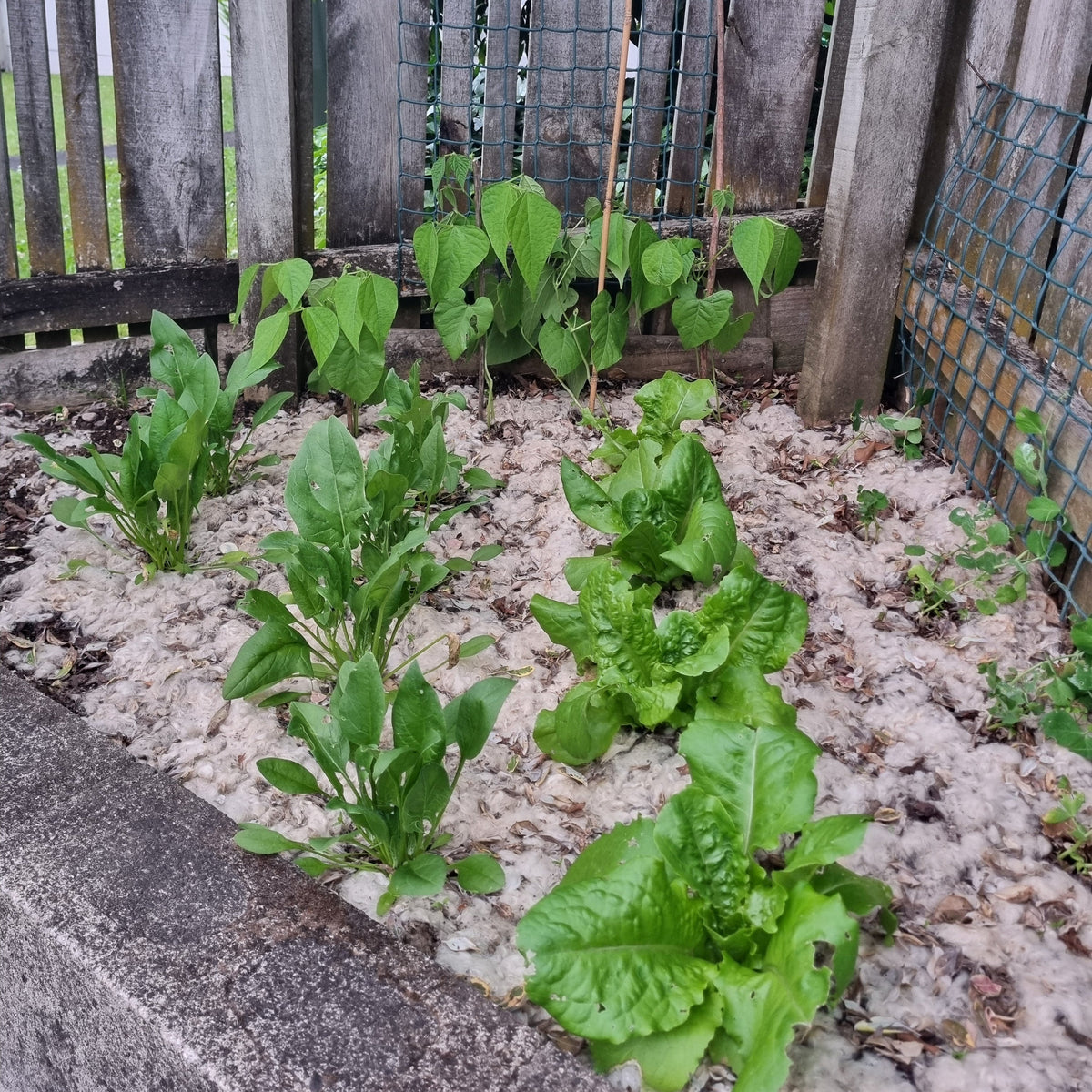 Prepping Your Garden for an El Niño Summer (While There's Still Time)