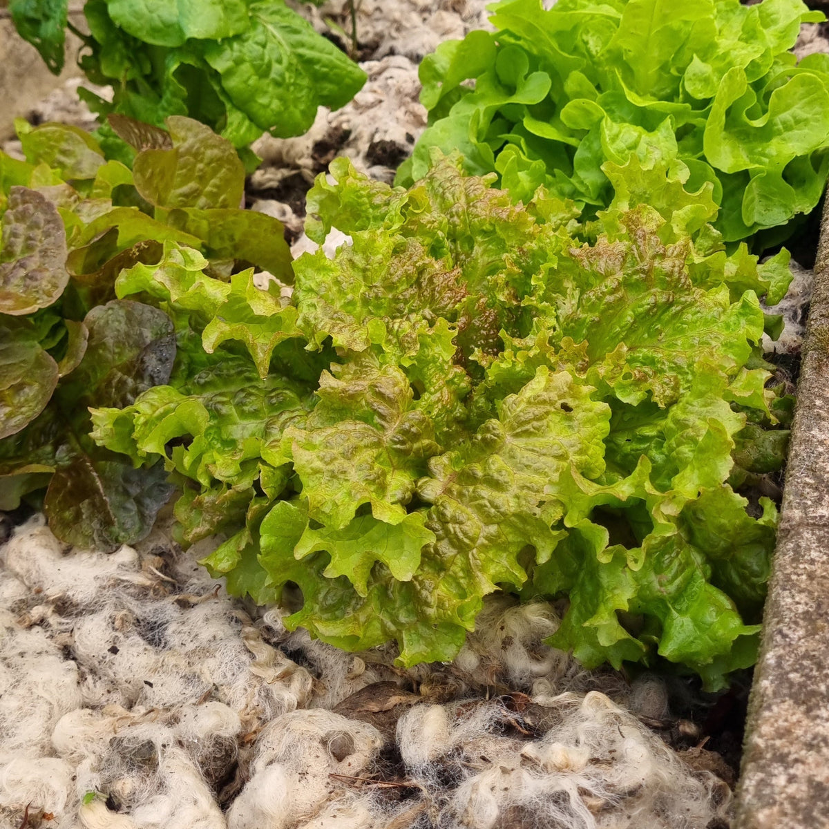 Wool Mulch NZ: How Surf & Turf Mulch Improves Soil and Saves Water