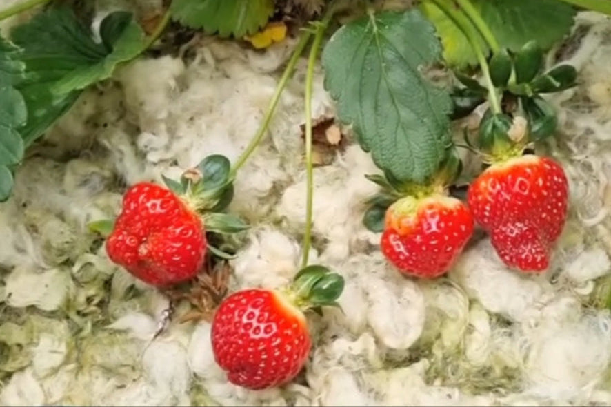 Wool garden mulch protect the strawberry plant.