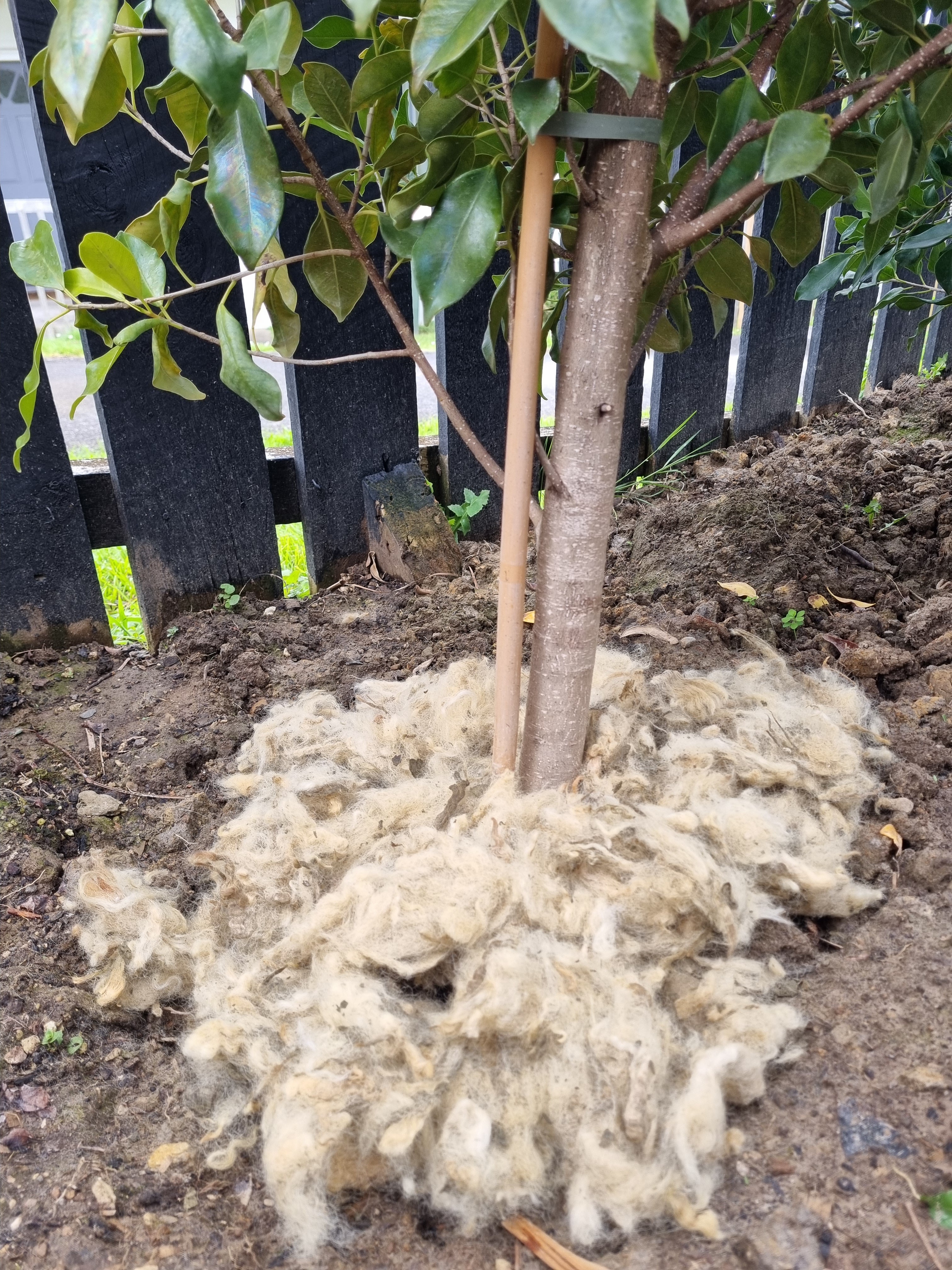 Wool mulch round hedge tree to help water retention