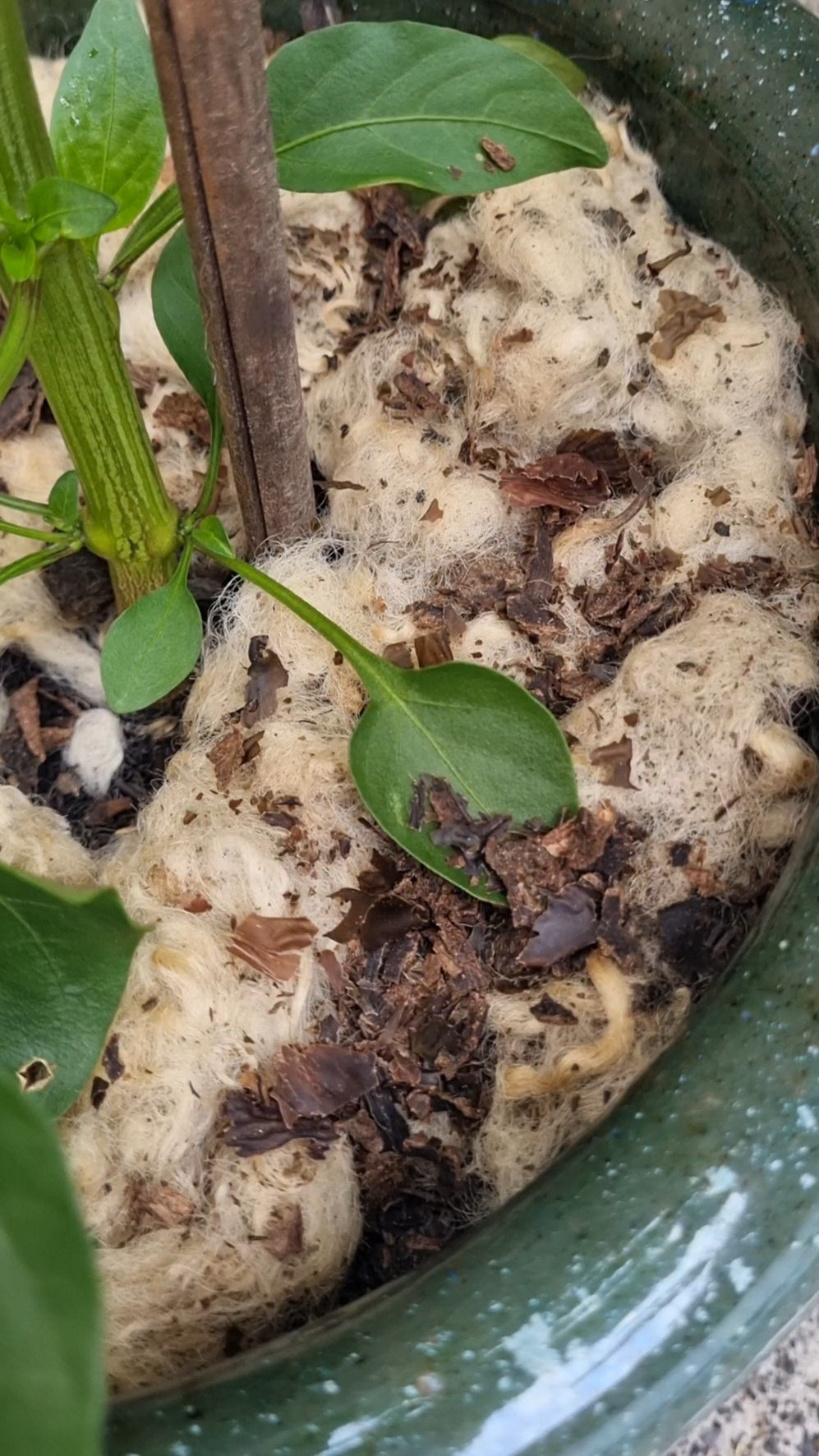 Close-up of a plant with surf & turf mulch