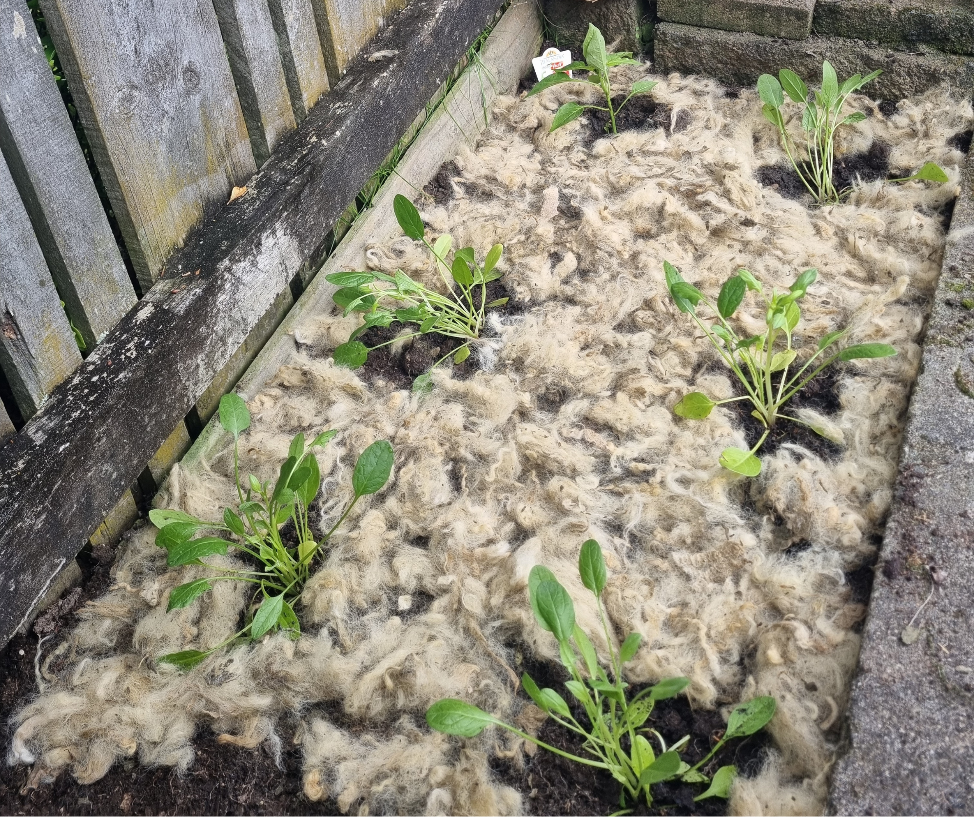 Woolly blanket for the veggie patch to keep snails out