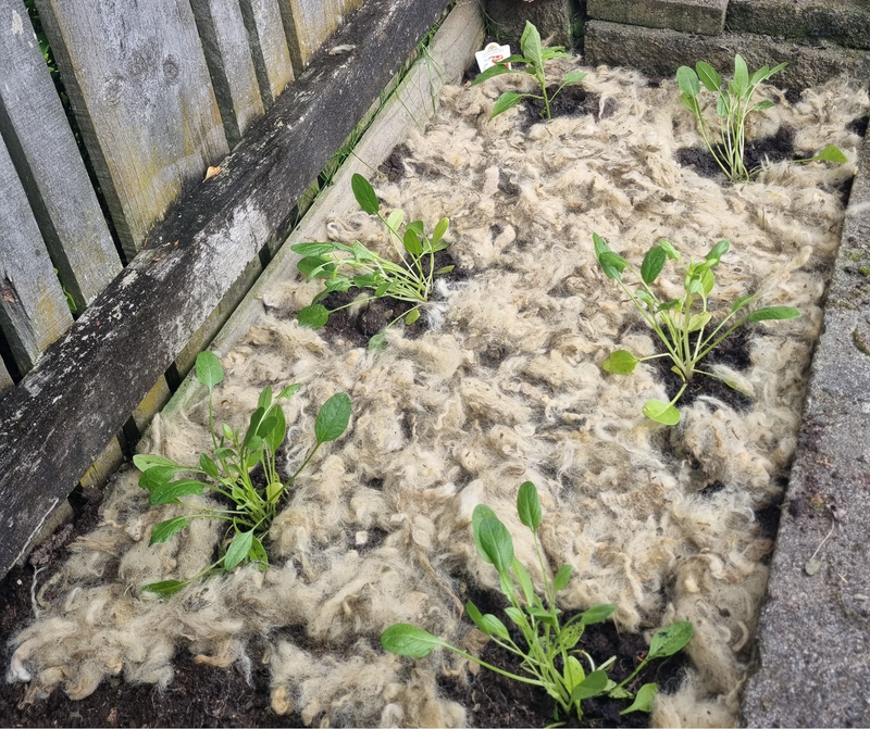 Woolly blanket for the veggie patch to keep snails out