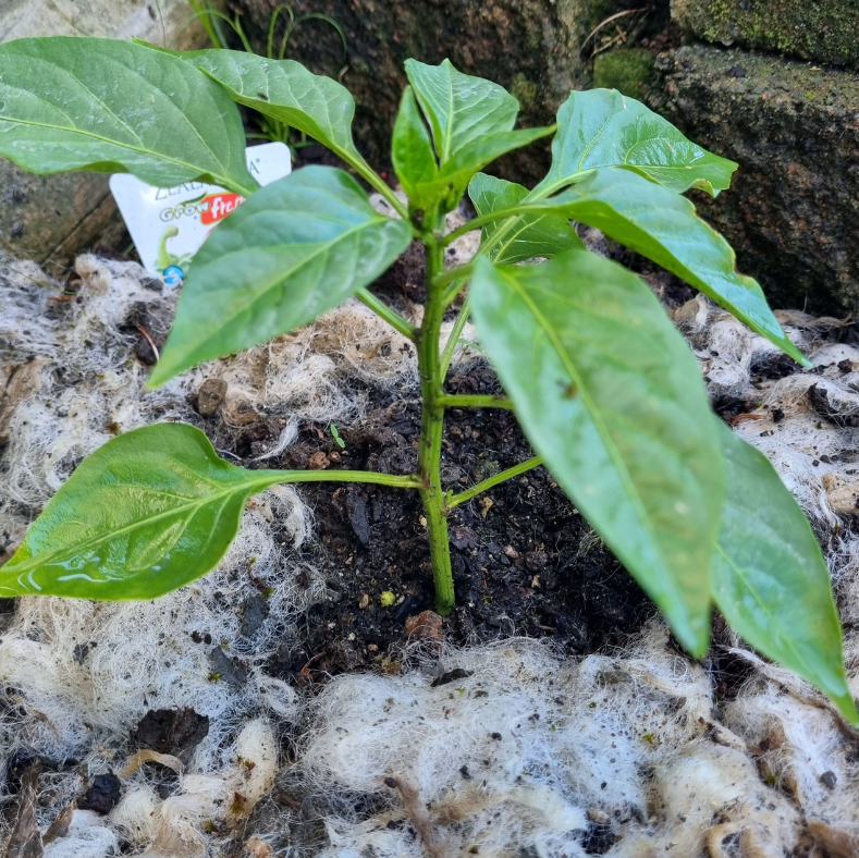 Young green plant growing in soil with wool garden mulch
