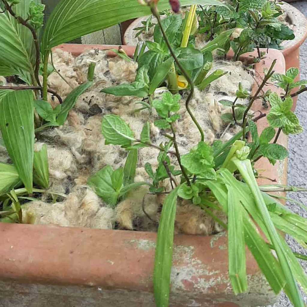 Potted plants with green leaves on a textured surface