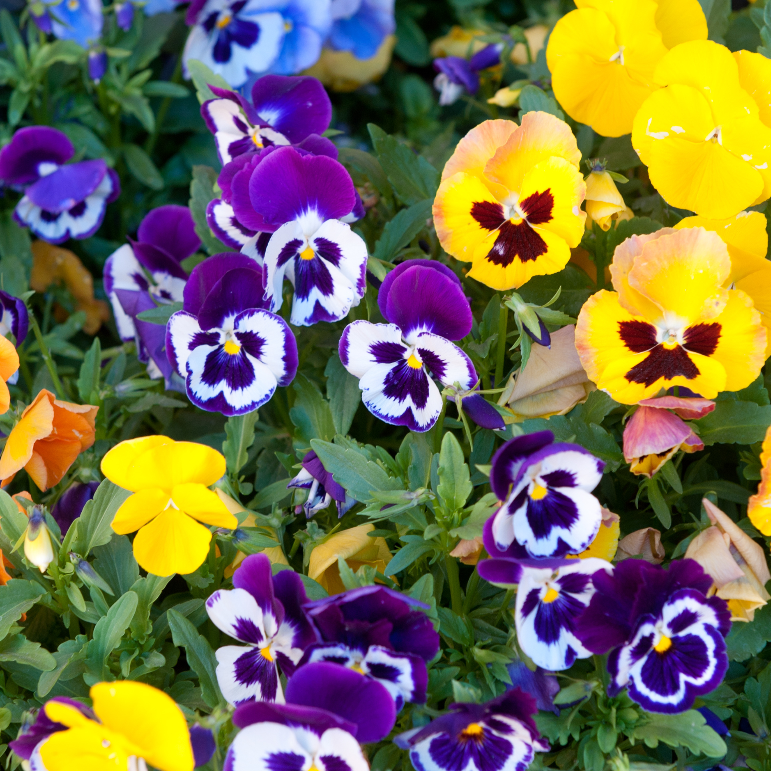 Colorful pansy flowers in purple, yellow, and blue on a green background