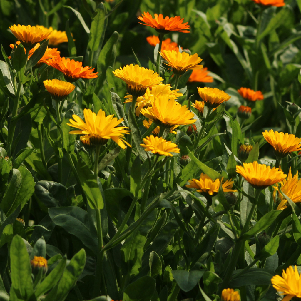 calendula flowers
