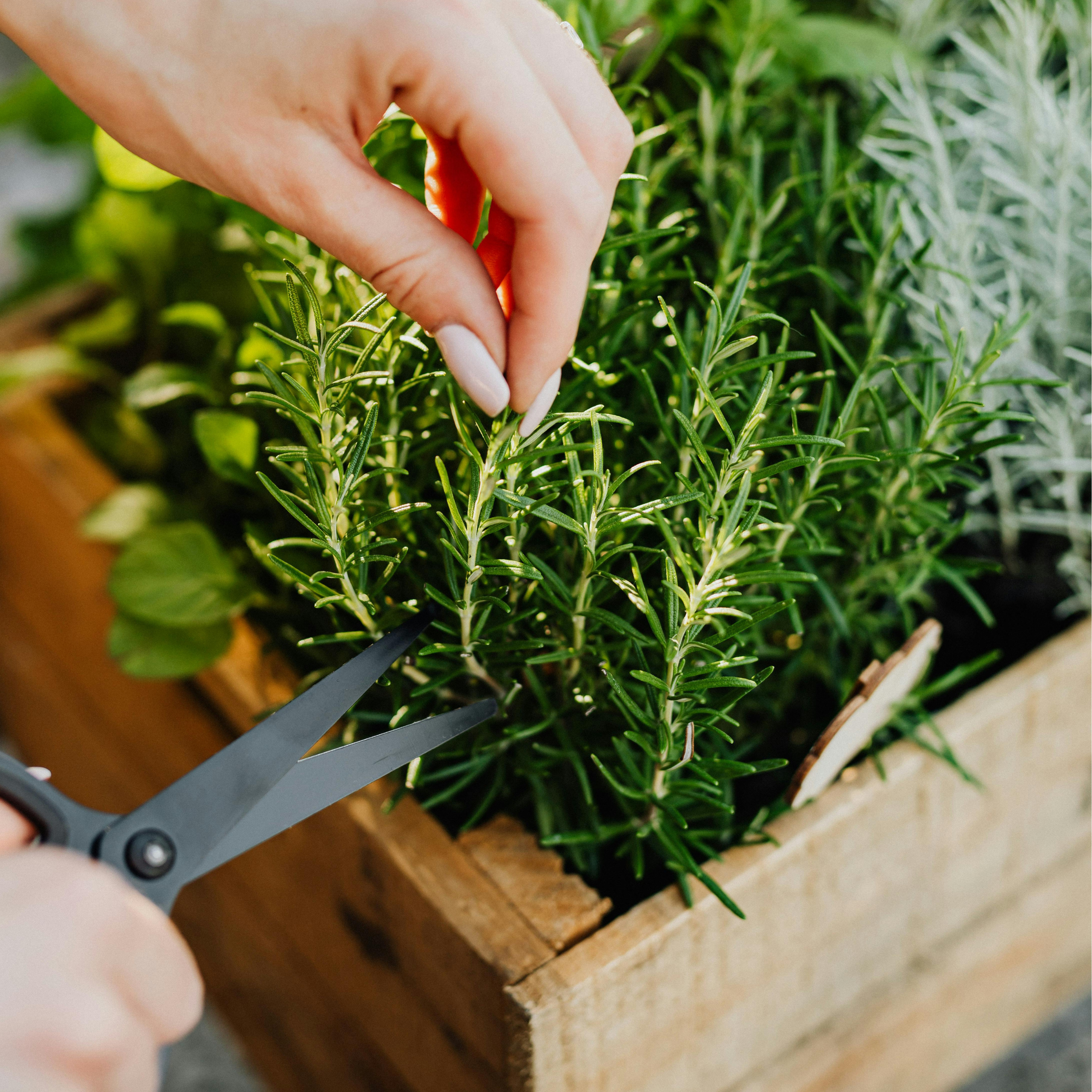 Person trimming herbs in a wooden planter with scissors