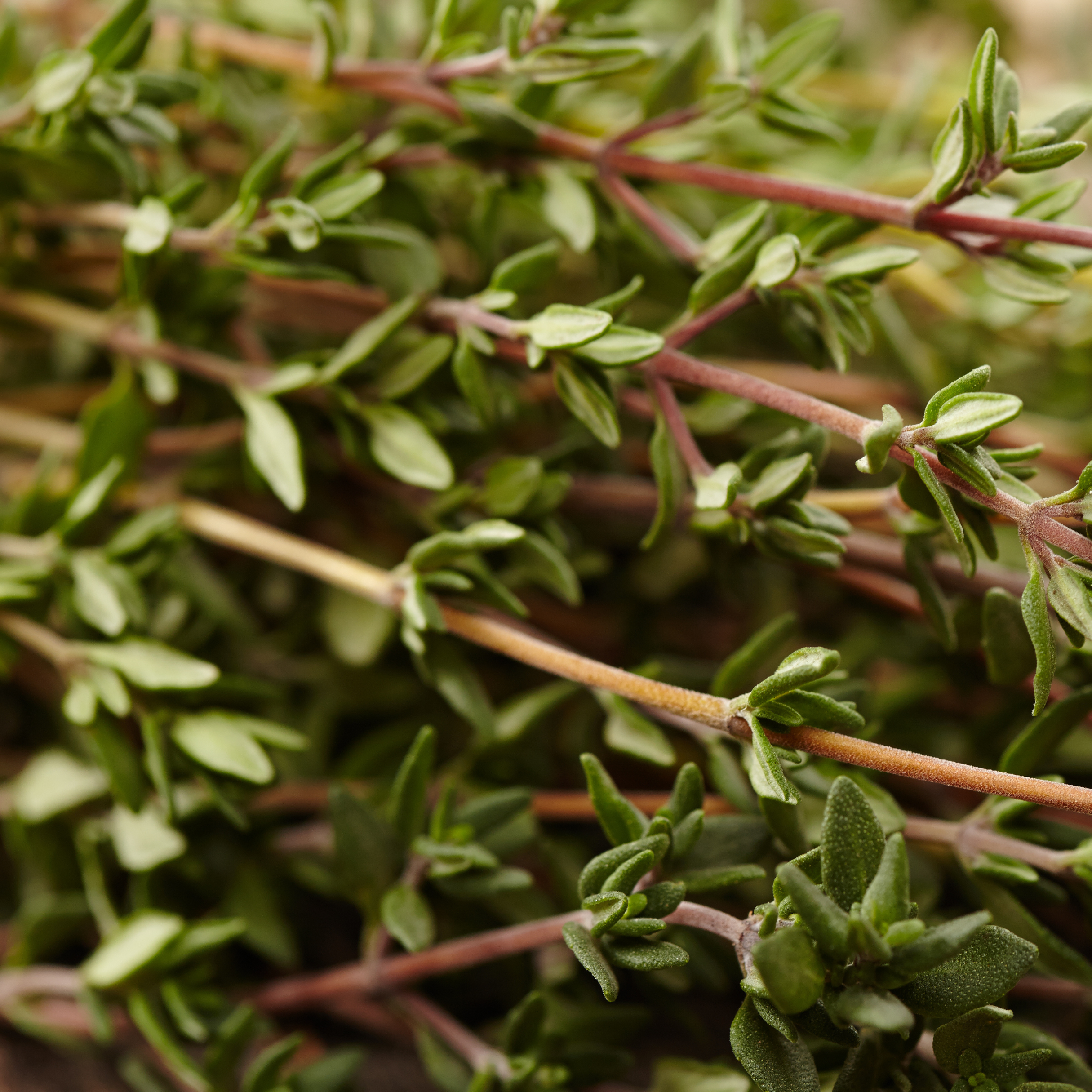 Bunch of fresh thyme on a wooden surface