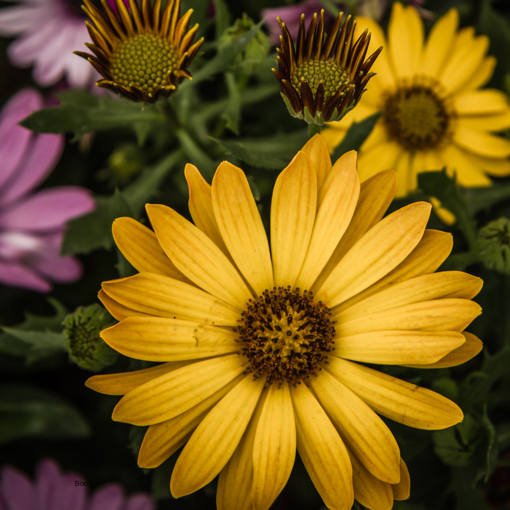 Daisy Growing Kit – Seeds, Soil Pods & Wool Mulch Gift Set
