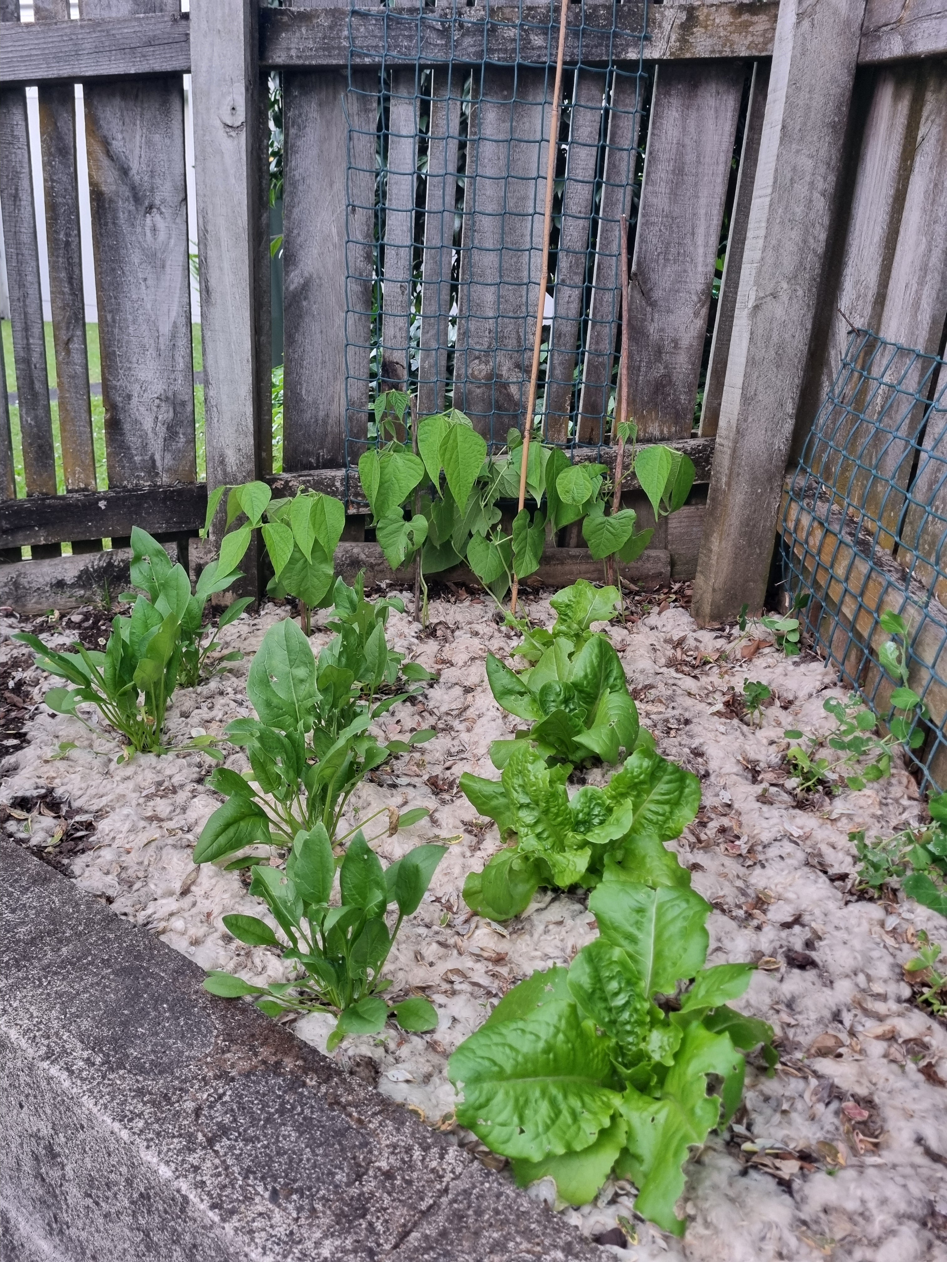 Wool garden mulch applied around, vegetables, and flower plants. Demonstrates how the mulch protects soil, reduces watering, and discourages snails and slugs. Ideal for sustainable gardening, permaculture gardens, and eco-conscious home growers