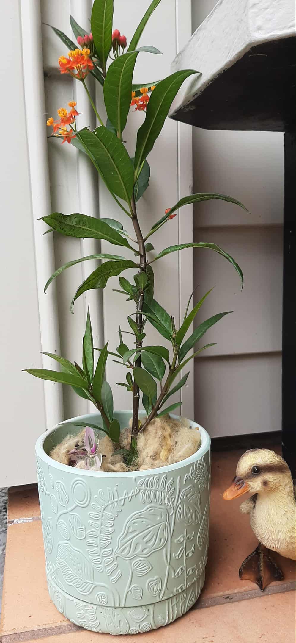 Potted plant with wool mulch on top to lock in moisture