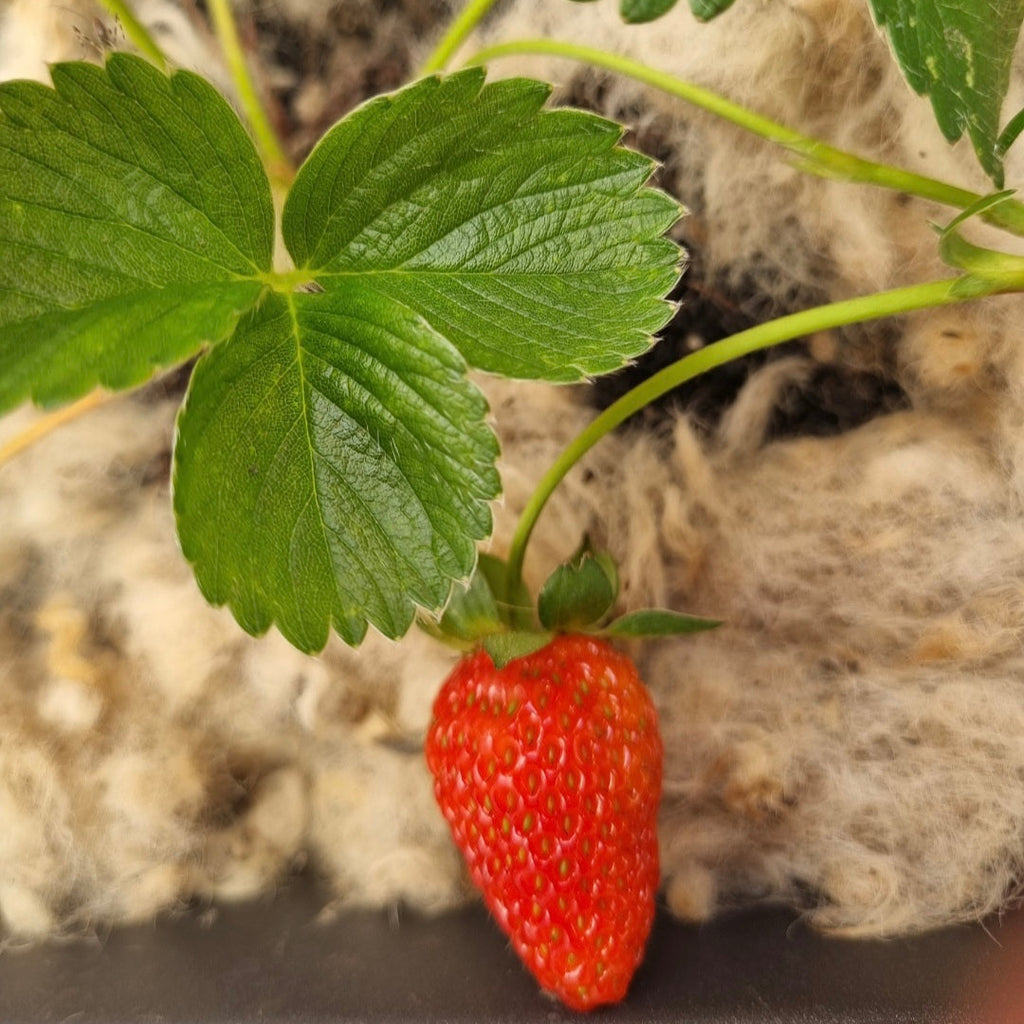 1kg Strawberry Snug  - NZ Lambs Wool Mulch for Strawberry Plants, Pots & Garden Patches