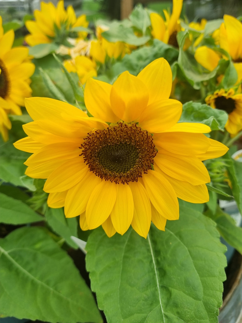 Sunflower Growing Kit