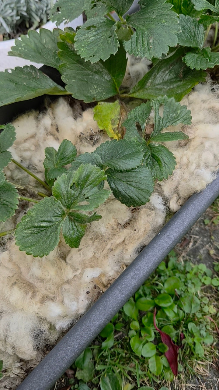 1kg Wool Garden Mulch | Starter NZ Wool Mulch for Pots, Containers & Small Gardens