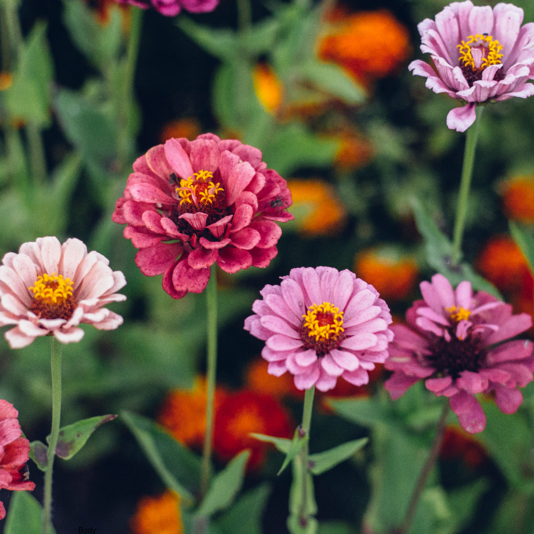 Giant Zinnia Growing Kit – Seeds, Soil Pods & Wool Mulch Gift Set