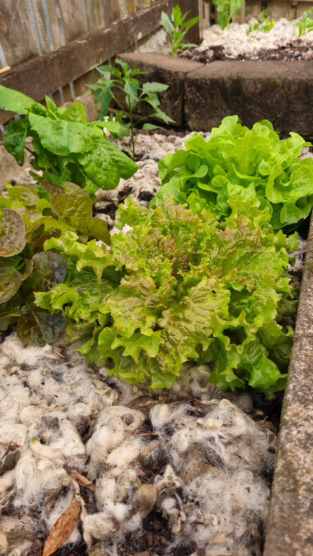 Close-up texture of wool mulch fibers and sheep manure for garden soil improvement.